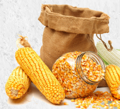 Maïs Jaune